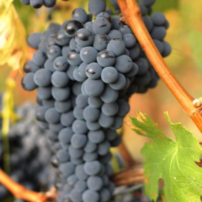 Grappolo Vua Tenuta Borri