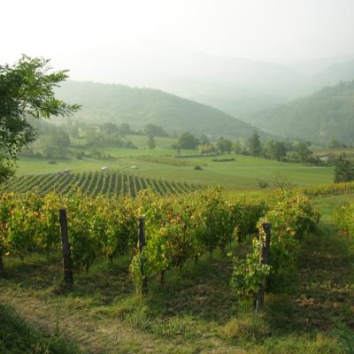 Panorama Vigneto