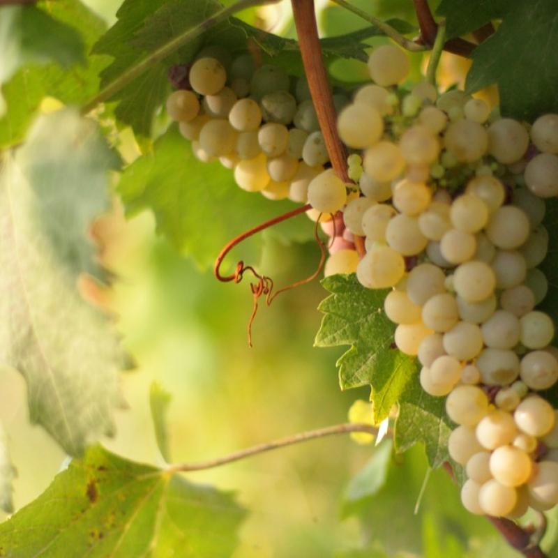 Tenuta Borri Uva Bianca
