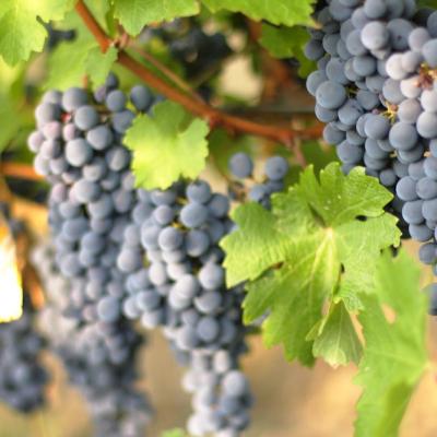 Tenuta Borri Uva Nera Gruppo