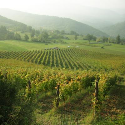 Tenuta Borri Vigneto Parnorama 2
