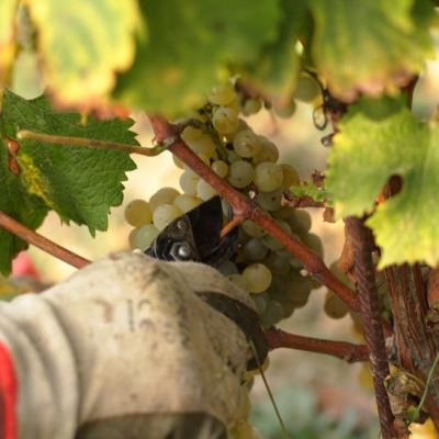Tradizione Vendemmia