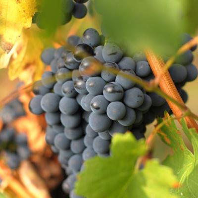 Uva Nera Dettaglio