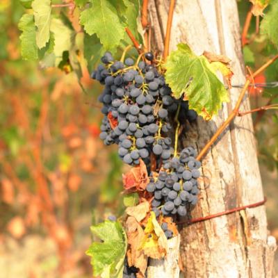 Uva Nera Tenuta Borri