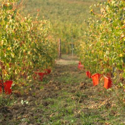 Vendemmia 2018 Ceste