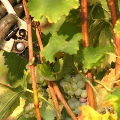 Vendemmia